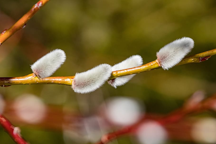 gato de la palma, Pascua de Resurrección, mimbre, mullido, de cerca, suave, blanco, planta, crecimiento, centrarse en primer plano, belleza en la naturaleza, flor, Sauce, vulnerabilidad, fragilidad, naturaleza, nadie, planta floreciendo, ramita, día, enfoque selectivo, frescura, el color blanco, principios, blandura, al aire libre, primavera, cabeza de flor, 5K