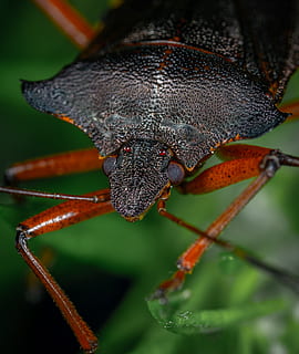 nærbilde foto, brun, bille, bug, nærbilde, insekt, ett dyr, dyre temaer, dyreliv, dyr, dyr i naturen, virvelløse, dyr kroppsdel, ingen folk, natur, dag, dyr antenne, selektiv fokusering, utendørs, anlegg, fokusere på forgrunnen, blad, plante del, grønn farge, dyr hode, sommerfugl - insekt, 2K, CC0, offentlig domene, opphavsrett gratis