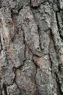 tronco d'albero, pianta, albero, radice, legna, ingrandimento, alghe, animale, mammifero, roditore, porcospino, uccello, avvoltoio, perno, lattina di latte, lattina, può, poiana, falco, ragnatela, tronco, strutturato, fotogramma intero, sfondi, ruvido, avvicinamento, nessuno, corteccia vegetale, crescita, giorno, natura, modello naturale, modello, abbaiare, all'aperto, durezza, Marrone, effetto strutturato, lichene, condizione naturale, 2K, CC0, dominio pubblico, privo di copyright