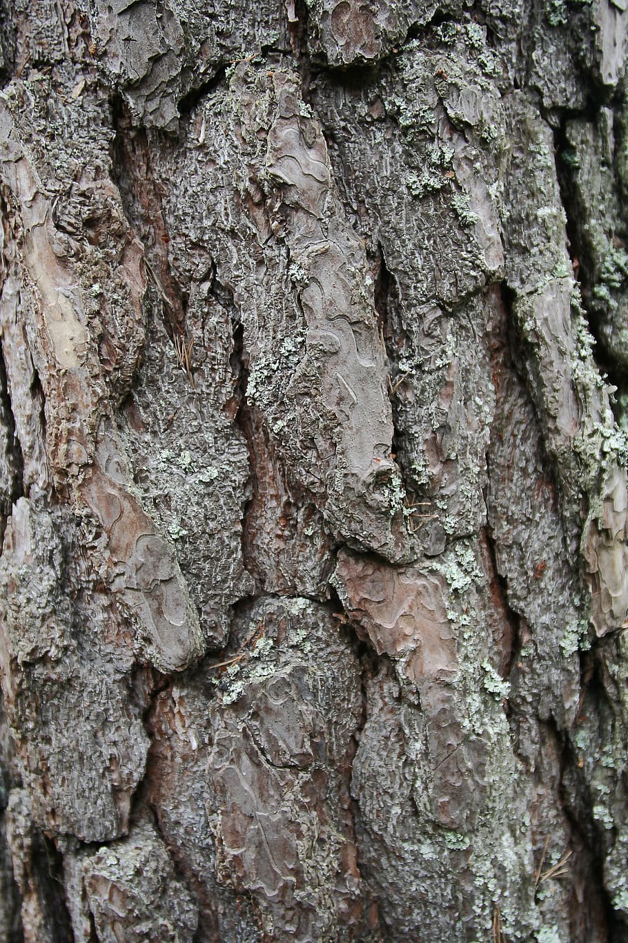 tronco d'albero, pianta, albero, radice, legna, ingrandimento, alghe, animale, mammifero, roditore, porcospino, uccello, avvoltoio, perno, lattina di latte, lattina, può, poiana, falco, ragnatela, tronco, strutturato, fotogramma intero, sfondi, ruvido, avvicinamento, nessuno, corteccia vegetale, crescita, giorno, natura, modello naturale, modello, abbaiare, all'aperto, durezza, Marrone, effetto strutturato, lichene, condizione naturale, 2K