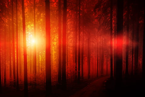 sol, bosc, factura, arbres, humor, estrany, irreal, retroiluminació, cel, llum solar, arbre, terra, misteri, vermell, raig de sol, cap gent, naturalesa, fantasmal, tranquil·litat, tronc de l'arbre, tronc, por, cultura i entreteniment artístic, planta, bellesa a la natura, cortina, horror, escena tranquil·la, pi, 5K, CC0, domini públic, lliure de regalies