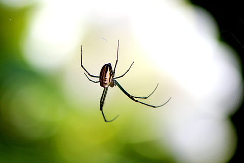 aranya, naturalesa, insecte, teranyina, error, botànica, cames, a l'aguait, web, por, gatejar, fòbia, aracnofobia, verinós, aràcnids, invertebrats, invertebrat, temes d'animals, un animal, animal, fauna animal, animals a la natura, primer pla, artròpode, cap gent, part del cos dels animals, fragilitat, centrar-se en primer pla, cames d’animal, enfocament selectiu, dia, a l'aire lliure, 2K, CC0, domini públic, lliure de regalies