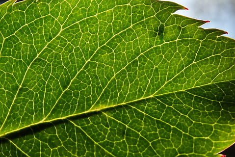 full, planta, textura, venes, jardí, naturalesa, part de la planta, color verd, vena de la fulla, primer pla, cap gent, creixement, bellesa a la natura, macro, vulnerabilitat, frescor, a l'aire lliure, fons, marc complet, fragilitat, patró natural, dia, primer pla extrem, lluminós, fulles, efecte texturat, 4K, CC0, domini públic, lliure de regalies