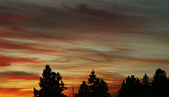 Schattenbildbild, Bäume, Orange, Wolken, dunkel, Dämmerung, Abend, goldene Stunde, Landschaft, Natur, Naturfotografie, draußen, Silhouetten, Himmel, Sonnenuntergang, wolke - himmel, Baum, Schönheit in der Natur, Pflanze, Szenen - Natur, Silhouette, Ruhe, ruhige Szene, orange Farbe, Flachwinkelansicht, keine Leute, Wachstum, idyllisch, Nicht-städtische Szene, Dramatischer Himmel, 4K, CC0, gemeinfrei, lizenzfrei