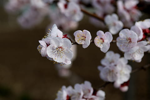 flors, blanc, primavera, casey, arbre, naturalesa, subministraments, bonic, plantes, florir, pètals, flor, planta amb flors, planta, frescor, fragilitat, bellesa a la natura, creixement, vulnerabilitat, pètal, inflorescència, primer pla, Color blanc, cap de flor, centrar-se en primer pla, pol·len, cap gent, dia, a l'aire lliure, flor de cirerer, cirerer, suavitat, 5K, CC0, domini públic, lliure de regalies