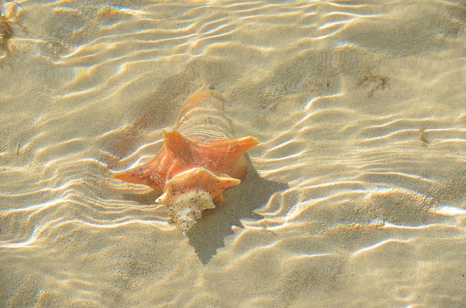 taronja, petxina de cargol, sota l'aigua, la vida marina, animal, invertebrat, petxina de mar, les bahames, escull de Deadman, platja paradisíaca, cargol, peix, Bahames, oceà, platja, viatjar, pintura, art, estrella de mar, manta ray, cloïssa, meduses, esponja animal, fauna animal, animals a la natura, mar, temes d'animals, aigua, naturalesa, sorra, cap gent, un animal, vista d’angle alt, ondulat, dia, terra, bellesa a la natura, vertebrats, marí, poc profund, 4K