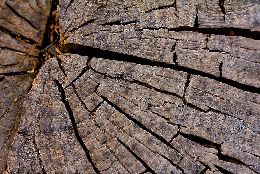 aspre, naturalesa, patró, tèxtil, escorça, textura, sec, fusta, lena, vell, arbre, superfície, resum, crack, fons, color, formes, patrons, abstracció, línies, boscos, tronc, esquerdat, bosc, esquerdes, natural, tardor, marró, fons abstracte, tallar el tronc, fractura, material de fusta, marc complet, primer pla, cap gent, dia, llum solar, tronc de l'arbre, a l'aire lliure, patró natural, anell d’arbre, efecte texturat, concèntric, 5K