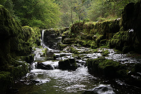 Flusso d'acqua, acqua, natura, all'aperto, ruscello, fiume, torrente, verde, uccello, animale, erba, rocce, boschi, alberi, buio, foresta, pietre, pianta, cascata, muschio, alghe, albero, acqua corrente, movimento, nessuno, bellezza nella natura, scenics - natura, ambiente, terra, roccia, crescita, fluente, movimento sfocato, giorno, flusso - acqua che scorre, foresta pluviale, potere in natura, 5K, CC0, dominio pubblico, privo di copyright