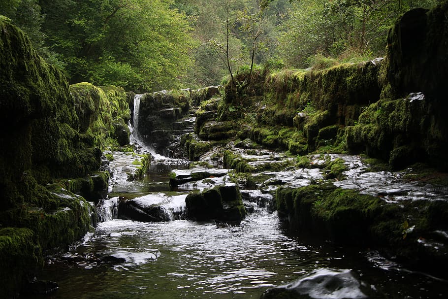 Flusso d'acqua, acqua, natura, all'aperto, ruscello, fiume, torrente, verde, uccello, animale, erba, rocce, boschi, alberi, buio, foresta, pietre, pianta, cascata, muschio, alghe, albero, acqua corrente, movimento, nessuno, bellezza nella natura, scenics - natura, ambiente, terra, roccia, crescita, fluente, movimento sfocato, giorno, flusso - acqua che scorre, foresta pluviale, potere in natura, 5K