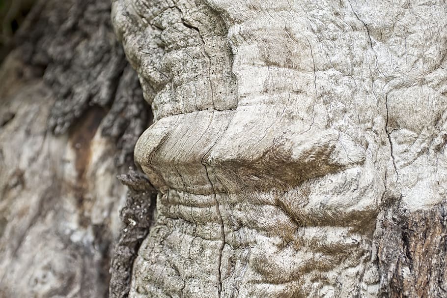 Austràlia, sulm, estructura, arbre, vell, fusta, detall, primer pla, textura, cap gent, dia, aspre, naturalesa, rock, rock - object, fons, patró, tronc de l'arbre, marc complet, tronc, a l'aire lliure, centrar-se en primer pla, sòlid, planta, patró natural, formació de roca, escorça, efecte texturat, 4K