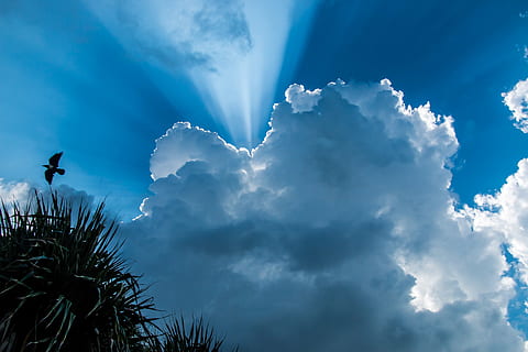 fugl, flying, mid, luft, skyet, himmel, dagtid, skyer, sky - himmel, lav vinkel visning, skjønnhet i naturen, blå, naturskjønnhet - natur, dyre temaer, natur, ro, rolig scene, dyr, ingen folk, ett dyr, dyreliv, virveldyr, dag, dyr i naturen, tre, utendørs, 5K, CC0, offentlig domene, opphavsrett gratis