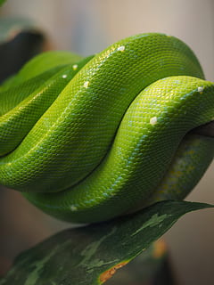 pitone, verde, pelle di serpente, ferita, pitone albero verde, morelia viridis, serpente, serpente albero-dimora, pitone diamante, Morelia, pitoni, Pythonidae, arboreo, tortuoso, avvicinamento, colore verde, rettile, fauna selvatica, nessuno, animali allo stato selvatico, un animale, vertebrato, temi animali, animale, parte del corpo animale, concentrarsi sulle conoscenze acquisite, giorno, natura, arricciato, scala animale, testa di animale, all'aperto, comunicazione, velenoso, 4K, CC0, dominio pubblico, privo di copyright