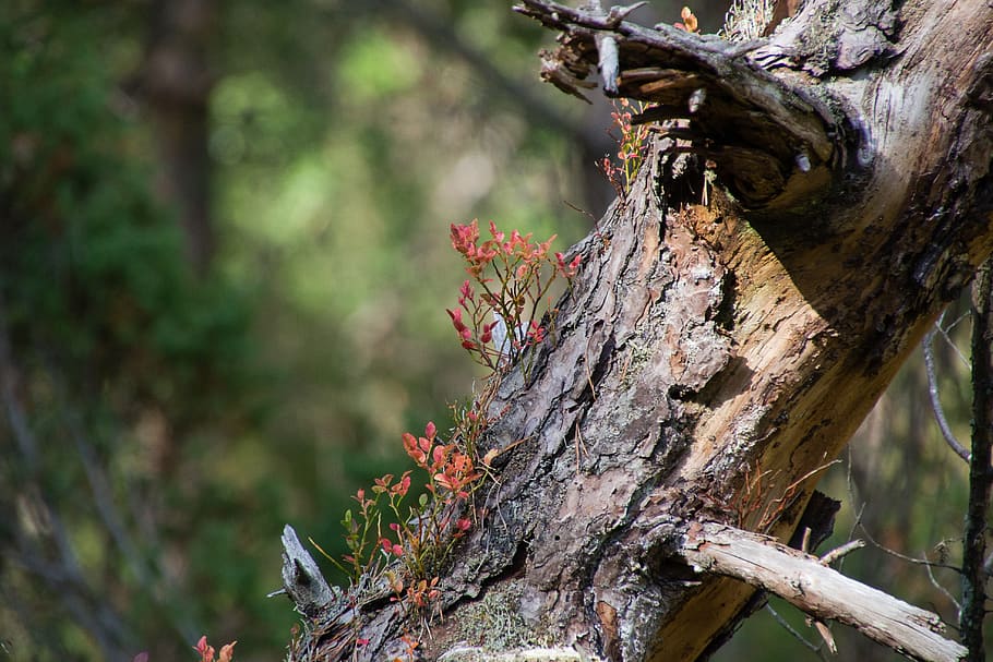 arbre, monyó, caigut, nou, la vida, bosc, naturalesa, a l'aire lliure, fusta, tronc, planta, centrar-se en primer pla, tronc de l'arbre, dia, material de fusta, cap gent, textura, primer pla, terra, branca, creixement, enfocament selectiu, tranquil·litat, escorça de la planta, escorça, planta morta, 4K