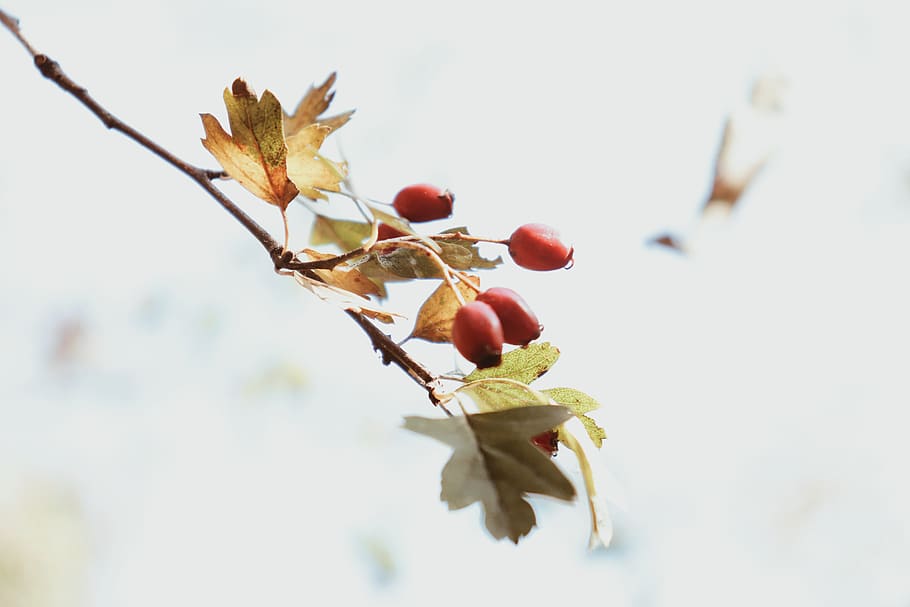 bacche rosse, foglia, pianta, uccello, animale, cibo, albero, frutta, ciliegia, produrre, grano, verdura, vene, seme, foglia di acero, acero, Noce, albicocca, uva, polline, anice, cibo e bevande, mangiare sano, freschezza, crescita, avvicinamento, nessuno, ramo, natura, concentrarsi sulle conoscenze acquisite, cielo, giorno, messa a fuoco selettiva, all'aperto, agricoltura, bellezza nella natura, parte vegetale, maturo, ciliegio, 5K