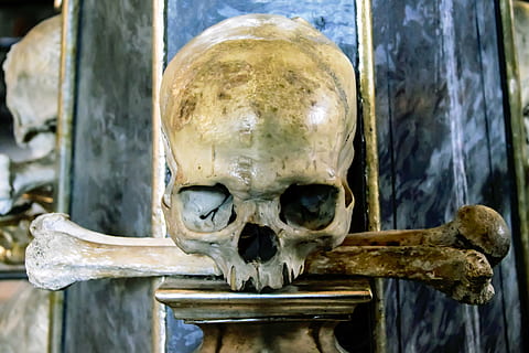cranio, morto, ossatura, osso, scheletro umano, avvicinamento, teschio umano, parte del corpo, teschio animale, parte del corpo animale, concentrarsi sulle conoscenze acquisite, scheletro, in casa, giorno, spaventoso, anatomia, 5K, CC0, dominio pubblico, privo di copyright