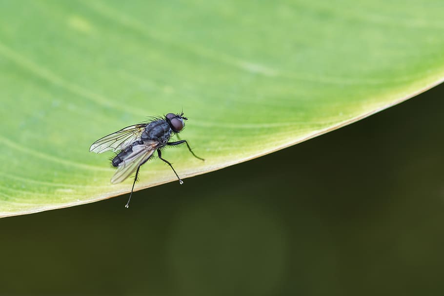 volar, insecte, full, verd, macro, mosca domèstica, invertebrat, un animal, fauna animal, animals a la natura, temes d'animals, animal, ala dels animals, part de la planta, color verd, primer pla, cap gent, naturalesa, dia, zoologia, a l'aire lliure, centrar-se en primer pla, 5K