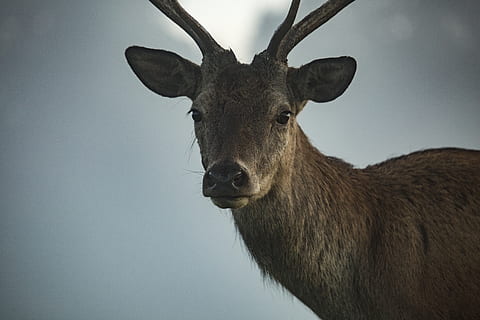 brun hjorte, dyreliv, hjort, dyr, pattedyr, elg, hjortetak, antilope, england, kvæg, ko, sorteper, rød Hjort, øre, tæt på, bokeh, natur, mørk, moody foto, dyreliv fotografering, dyre temaer, et dyr, dyr i naturen, portræt, kigger på kameraet, ingen mennesker, hvirveldyr, husdyr, dyr kropsdel, planteædende, himmel, Brun, stående, dyr hoved, 5K, CC0, offentligt domæne, royaltyfrie