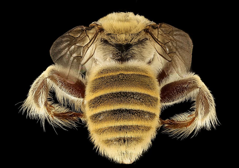 abella, xemeneia, macro, muntat, vida salvatge, naturalesa, insecte, usgs, primer pla, ales, diadasia rinconis, error, petit, fons negre, tir de l'estudi, un animal, temes d'animals, animal, fauna animal, cap gent, a l'interior, animals a la natura, part del cos dels animals, tallar, artròpode, invertebrat, zoologia, aràcnids, retrat, bellesa a la natura, aranya, ull d’animals, 2K