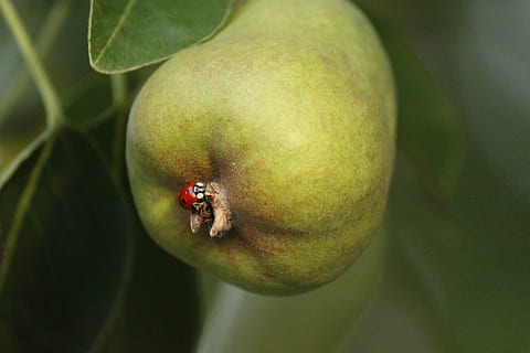 hruška, lady bug, hmyz, ovoce, vyrobit, jídlo a pití, Zdravé stravování, jídlo, detail, zvířat, bezobratlý, zvíře, jednoho zvířete, nikdo, zaměřit se na popředí, slunéčko sedmitečné, svěžest, zvířata ve volné přírodě, den, blahobyt, zelená barva, rostlina, venku, 4K, CC0, veřejná doména, bez autorských práv