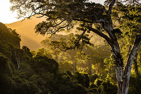 árvores de folhas verdes, natureza, árvore, floresta, África do Sul, ao ar livre, flora, plantar, luz solar, vale da natureza, terra, vegetação, panorama, carvalho, papel de parede, Hora dourada, por do sol, tronco, verde, brilho, parque, beleza na natureza, tranquilidade, crescimento, ninguém, scenics - natureza, cena tranquila, tronco de árvore, visão de baixo ângulo, ramo, céu, cor verde, 5K, CC0, domínio público, royalty free