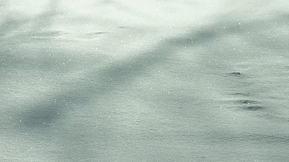 sne, udendørs, natur, struktur, is, dyr, plante, sand, pattedyr, grå, fugl, solsort, agelaius, lærred, hvid, blomstre, blomst, hvirvelløse, vandfugle, jay, baggrunde, fuld ramme, tekstureret, ingen mennesker, mønster, abstrakt, tæt på, vand, dag, ru, indendørs, murbygningsfunktion, sky - himmel, glas - materiale, vinter, tekstureret effekt, sølvfarvet, 5K, CC0, offentligt domæne, royaltyfrie