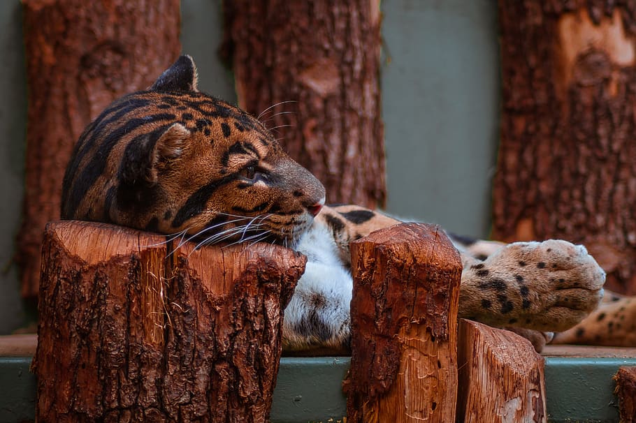 leopard, Zoo, dyr, rovdyr, jæger, kødædere, kat, natur, farligt, portræt, kattelignende, vild, feline, ødemark, pattedyr, dyre temaer, fokus på forgrunden, gruppe af dyr, hvirveldyr, dyreliv, ingen mennesker, træ - materiale, dyr i naturen, dyr i fangenskab, dag, to dyr, stor kat, carnivora, Brun, udendørs, bakkenbart, dyre familie, 5K