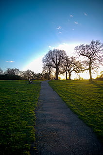 Camí, planta, herba, arbre, humà, persona, parc, passarel·la, ruta, verd, posta de sol, cel blau, arbres, animal, ocell, asfalt, carretera, edifici, campanar, cel, el camí a seguir, escena tranquil·la, tranquil·litat, naturalesa, bellesa a la natura, direcció, escenics - natura, paisatge, medi ambient, camp, arbre nu, creixement, dia, sendera, cap gent, a l'aire lliure, perspectiva decreixent, 5K, CC0, domini públic, lliure de regalies