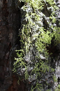 liquen, molsa, arbre, bosc, planta, creixement, primer pla, cap gent, naturalesa, color verd, dia, bellesa a la natura, centrar-se en primer pla, enfocament selectiu, a l'aire lliure, textura, tronc de l'arbre, tronc, patró, part de la planta, marihuana - cannabis a base d'herbes, 5K, CC0, domini públic, lliure de regalies