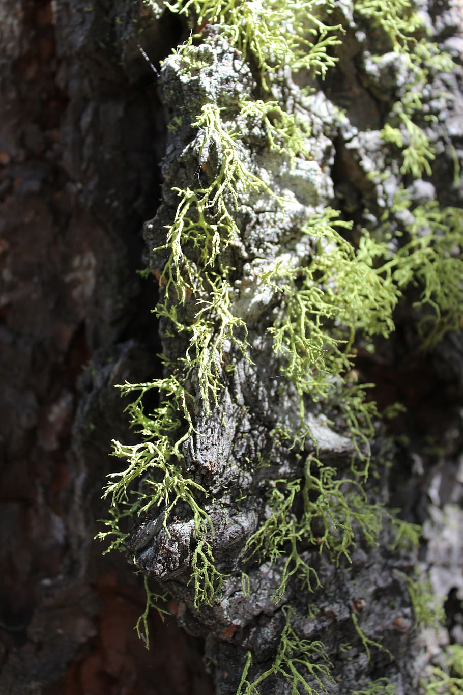 liquen, molsa, arbre, bosc, planta, creixement, primer pla, cap gent, naturalesa, color verd, dia, bellesa a la natura, centrar-se en primer pla, enfocament selectiu, a l'aire lliure, textura, tronc de l'arbre, tronc, patró, part de la planta, marihuana - cannabis a base d'herbes, 5K