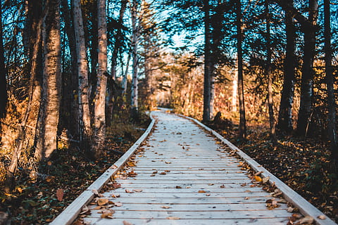 sentiero vuoto, sentiero, Canada, felice baia d'oca, pianta, all'aperto, vegetazione, albero, terra, foresta, flora, natura, strada, ghiaia, strada sterrata, la strada davanti, direzione, la tranquillità, tronco d'albero, tronco, giorno, bellezza nella natura, crescita, nessuno, scena tranquilla, mezzi di trasporto, scenics - natura, bosco, autunno, scena non urbana, prospettiva decrescente, traccia, modificare, lungo, 5K, CC0, dominio pubblico, privo di copyright