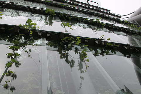 Londres, edifici, hojas, arquitectura, estructura construïda, cap gent, reflexió, exterior de l'edifici, naturalesa, dia, aigua, planta, sostre, a l'aire lliure, color verd, cel, casa, creença, llac, full, aigua estancada, 4K, CC0, domini públic, lliure de regalies