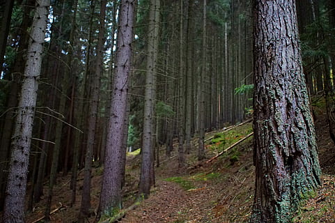 Bos, pad, weg, bomen, net, humeur, natuur, wandelen, donker, boom, romp, boomstam, land-, fabriek, bos-, groei, kalmte, schoonheid in de natuur, rustige scène, geen mensen, niet-stedelijke scène, dag, landschap, buitenshuis, scenics - natuur, milieu, afgelegen, bamboe - plant, 5K, CC0, publiek domein, royaltyvrij