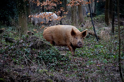 Due, maiali, foresta, temi animali, animale, mammifero, un animale, terra, vertebrato, fauna selvatica, animali allo stato selvatico, natura, pianta, albero, nessuno, animali domestici, maiale, campo, giorno, in piedi, bestiame, all'aperto, cinghiale, erbivoro, 5K, CC0, dominio pubblico, privo di copyright