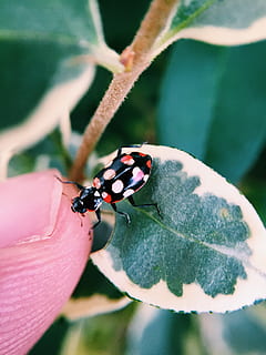 træer, insekt, lady bug, Skov, natur, have, farver, farverig, hvirvelløse, dyreliv, dyr i naturen, dyr, dyre temaer, tæt på, et dyr, plante del, blad, dag, bille, menneskelig hånd, selektiv fokusering, skønhed i naturen, plante, udendørs, rigtige mennesker, mariehøne, hånd, finger, lille, 2K, CC0, offentligt domæne, royaltyfrie