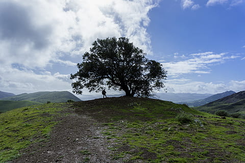 svinge, tre, tree swing, ensomt tre, tre på bakken, anlegg, himmel, sky - himmel, skjønnhet i naturen, fjell, rolig scene, ro, naturskjønnhet - natur, landskap, natur, ikke-urbane scene, miljø, vekst, dag, idylliske, land, felt, ingen folk, fjern, utendørs, isolert, 5K, CC0, offentlig domene, opphavsrett gratis