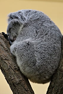 Koala bjørn, dyr, koala, dyreliv, pattedyr, Bjørn, zoo schönbrunn, vienna, austria, sove, pungdyr, australske, lemur, armadillo, dovendyr, tre-toed sloth, booby, fugl, alpakka, llama, anhinga, dyre temaer, avslapning, dyr i naturen, ett dyr, tre, ingen folk, lukkede øyne, gren, grå, natur, dag, hvile, fokusere på forgrunnen, nærbilde, trestamme, napping, 4K, CC0, offentlig domene, opphavsrett gratis