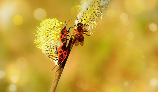 blacksmiths wingless, copulation, insects, bee, cat, animals, nature, at the court of, invertebrates, closeup, plant, bazia, flower, posts, pszczołowate, apiformes, antennae, bugs, color, beautiful, alive, spring, the environment, biology, invertebrate, insect, animal themes, animal wildlife, animal, animals in the wild, one animal, close-up, focus on foreground, beauty in nature, no people, animal wing, fragility, day, outdoors, vulnerability, freshness, flower head, pollination, butterfly - insect, 4K, CC0, public domain, royalty free