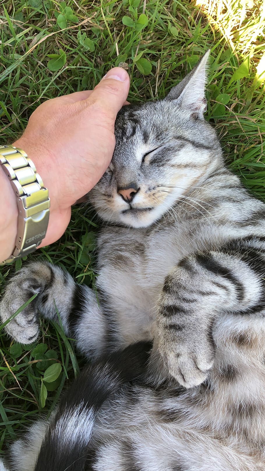 gat, traç, mà, verat, ronronar, gaudeix, relaxa't, gat domèstic, bonic, gatejar, pèl de barba, mieze, cara de gat, gat de tigre, nacional, mascotes, animals domèstics, mamífer, felí, vertebrats, un animal, mà humana, una persona, persones reals, part del cos humà, estils de vida, persona irreconeixible, dit, bigotis, propietari d’una mascota, cura, 4K