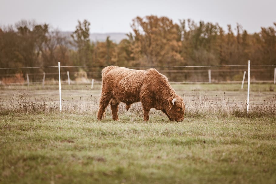 selectbrown bison, spise, græs, ko, dyr, pattedyr, kvæg, tyr, natur, udendørs, Mark, græsarealer, landskabet, gård, landdistrikterne, ranch, eng, kalv, græsning, longhorn, okse, angus, dyre temaer, husdyr, plante, jord, dyreliv, landbrug, indenlandske, kæledyr, hvirveldyr, et dyr, ingen mennesker, landskab, barriere, planteædende, 5K