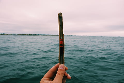 pal marró, aigua, humà, persona, a l'aire lliure, naturalesa, dit, França, brignogan, mar, pescar, oceà, mà, davant del mar, moll, port, esquer, peix, ganxos, vaixell, mà humana, part del cos humà, una persona, persones reals, celebració, cel, part del cos, persona irreconeixible, dit humà, perspectiva personal, estils de vida, centrar-se en primer pla, bellesa a la natura, extremitat humana, 5K, CC0, domini públic, lliure de regalies