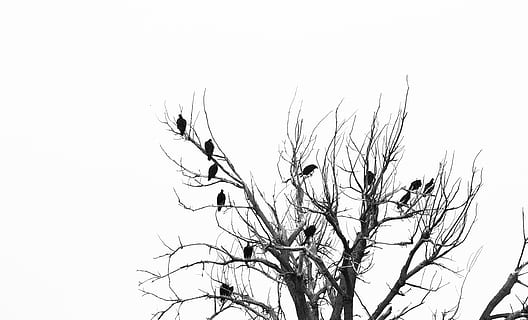 træ, uden, blad illustration, fugl, dyr, agelaius, solsort, flyvende, silhuet, krage, accipiter, ørn, Grib, spætte, flimmer fugl, kolibri, bi æter, finke, kite bird, kunst, moderne kunst, Anthus, magpie, himmel, plante, bare træ, skyfri himmel, afdeling, ingen mennesker, natur, lav vinkel visning, kopiere plads, vækst, skønhed i naturen, dag, ro, udendørs, tør, hvid baggrund, tæt på, vinter, scenics - natur, 5K, CC0, offentligt domæne, royaltyfrie