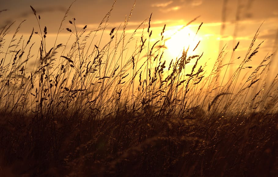 Soleil, soir, le coucher du soleil, été, crépuscule, ciel, énergie solaire, solaire, rémanence, champ de blé, champ, des céréales, fond d'écran, croissance, beauté dans la nature, plante, terre, tranquillité, la nature, agriculture, surgir, personne, scène tranquille, paysages - nature, plante céréalière, scène rurale, paysage, nuage - ciel, ferme, blé, en plein air, tige, avoine - récolte, 5K