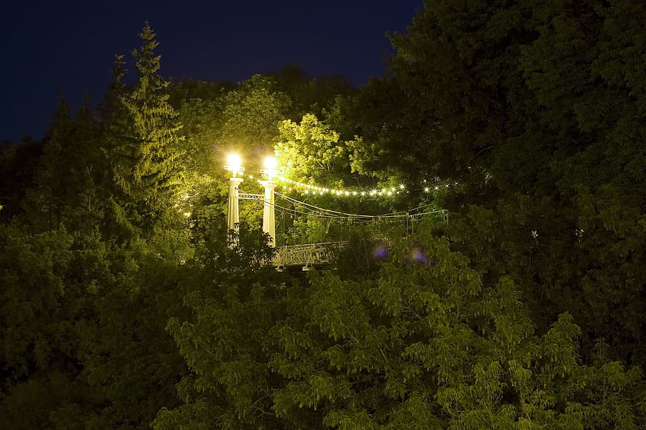 ufa, llum, nit, arbres, boscos, planta, il·luminat, arbre, equips d’il·luminació, naturalesa, creixement, cap gent, color verd, bellesa a la natura, cel, a l'aire lliure, llum del carrer, terra, carrer, connexió, tranquil·litat, electricitat, vista d’angle baix, brillant, 2K