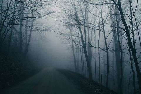 kahl, Bäume, Nachtzeit, Natur, Wetter, draußen, Nebel, Straße, Pfad, Wald, unheimlich, nebelig, Hintergrund, Regen, dunkel, trostlos, gruselig, Stimmung, Atmosphäre, Tapete, Landschaft, Baum, Pflanze, kahler Baum, gruslig, Winter, Ruhe, keine Leute, Land, kalte Temperatur, der Weg nach vorn, Transport, Ast, Schönheit in der Natur, Umgebung, Richtung, abnehmende Perspektive, Struktureffekt, Smog, 5K, CC0, gemeinfrei, lizenzfrei