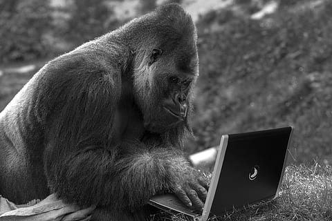 mico, portàtil, ordinador, tecnologia, Internet, primat, mamífer, tecnologia sense fils, comunicació, connexió, mirant, fauna animal, centrar-se en primer pla, gent, assegut, usant portàtil, animals a la natura, pentinat, 4K, CC0, domini públic, lliure de regalies