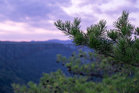 Baum, Wald, Kiefer, Brücke, neue Flussschlucht, West Virginia, Berg, Sonnenuntergang, Himmel, Wolken, Pflanze, Wachstum, Schönheit in der Natur, Natur, Ruhe, wolke - himmel, ruhige Szene, Szenen - Natur, keine Leute, Wasser, Tag, Fokus auf den Vordergrund, draußen, Nicht-städtische Szene, grüne Farbe, Land, lila, Nadelbaum, 4K, CC0, gemeinfrei, lizenzfrei