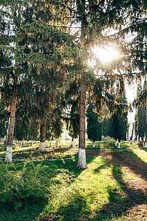 Baum, Pflanze, Baumstamm, Unterhemd, bekleidung, Kleidung, Weide, Tanne, abies, Sonnenlicht, Boden, Fackel, Licht, Grab, Sommer-, Krug, Campus, Nadelbaum, Fichte, Grabstein, Gras, Natur, Wachstum, Schönheit in der Natur, Land, Ruhe, Tag, ruhige Szene, keine Leute, grüne Farbe, Kofferraum, draußen, Feld, Schatten, Park, Landschaft, 4K, CC0, gemeinfrei, lizenzfrei