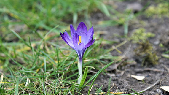 croco, solo, fioritura, freddo, solitario, individualmente, marzo, verdura, resistere, fiore, pianta, pianta fiorita, viola, fragilità, freschezza, bellezza nella natura, vulnerabilità, crescita, avvicinamento, iris, natura, terra, petalo, testa di fiore, infiorescenza, campo, nessuno, messa a fuoco selettiva, all'aperto, primavera, iris - pianta, 4K, CC0, dominio pubblico, privo di copyright
