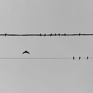 sluge, pylon, sort, kabel, sort og hvid, tråd, fugl, hvirveldyr, dyr, dyr i naturen, dyre temaer, dyreliv, himmel, gruppe af dyr, lav vinkel visning, perching, skyfri himmel, kopiere plads, silhuet, natur, ingen mennesker, stor gruppe dyr, strømkabel, dag, flok af fugle, udendørs, elektricitet, 2K, CC0, offentligt domæne, royaltyfrie