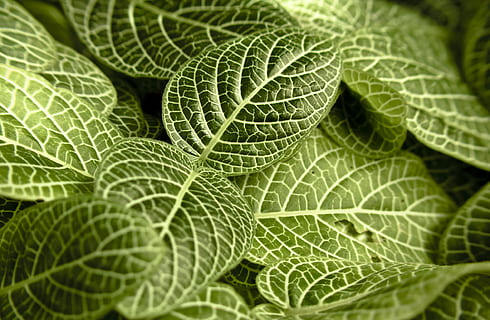 fulles verdes, color verd, part de la planta, full, marc complet, primer pla, fons, planta, vena de la fulla, cap gent, naturalesa, enfocament selectiu, frescor, bellesa a la natura, creixement, menjar i beguda, macro, menjar, a l'aire lliure, alimentació saludable, textura, herba, lluminós, 1080P, CC0, domini públic, lliure de regalies